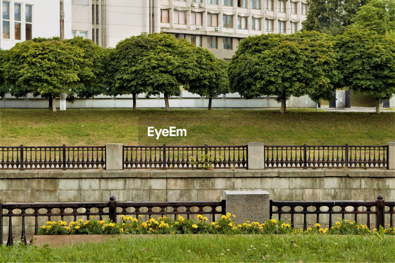 Trees in city
