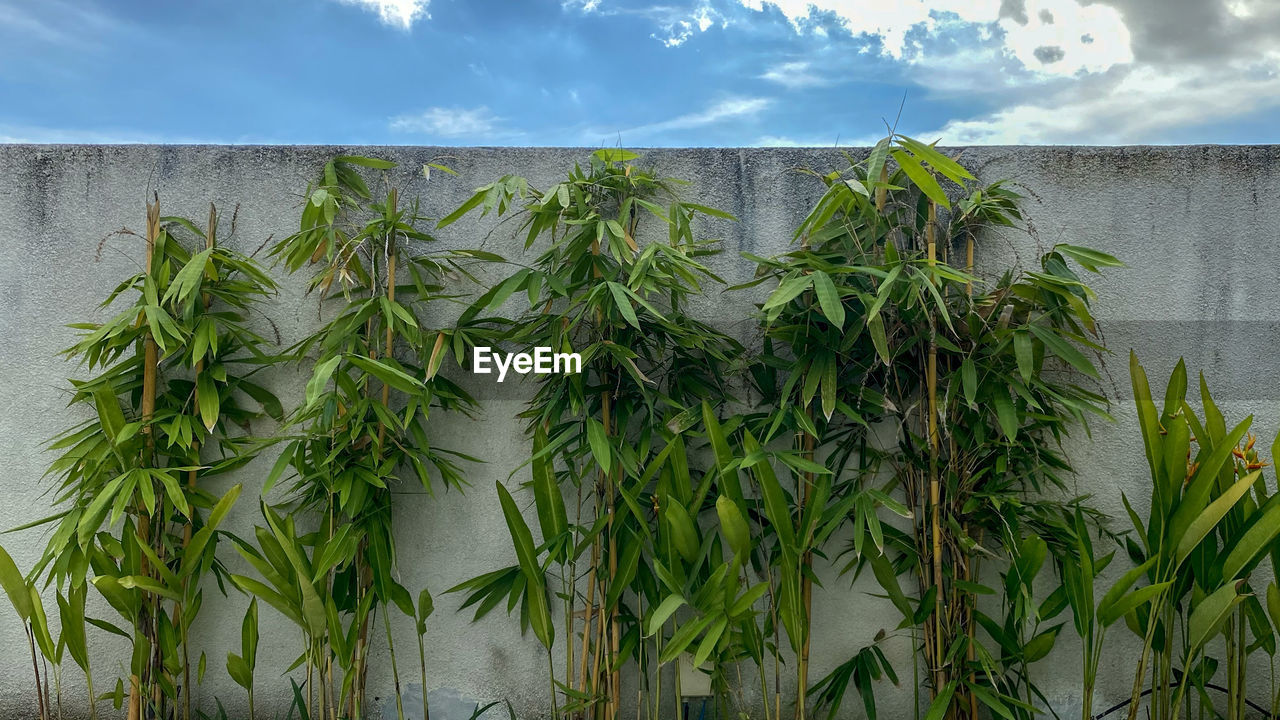 CLOSE-UP OF PLANTS AGAINST THE SKY