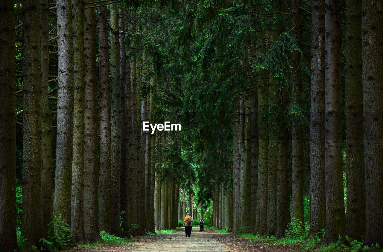 Rear view of woman walking amidst trees in forest