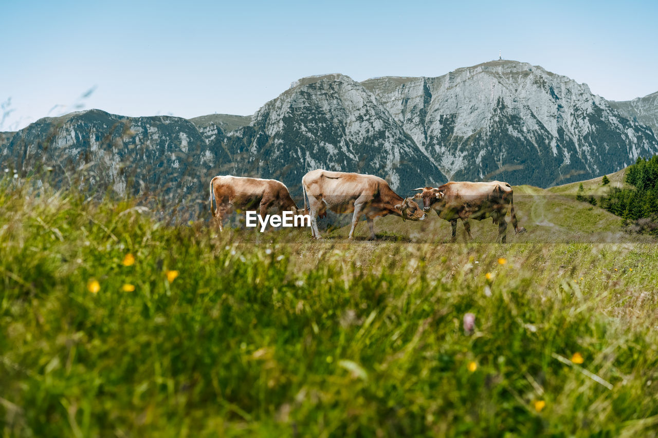 Cows grazing on a field against mountains in summer