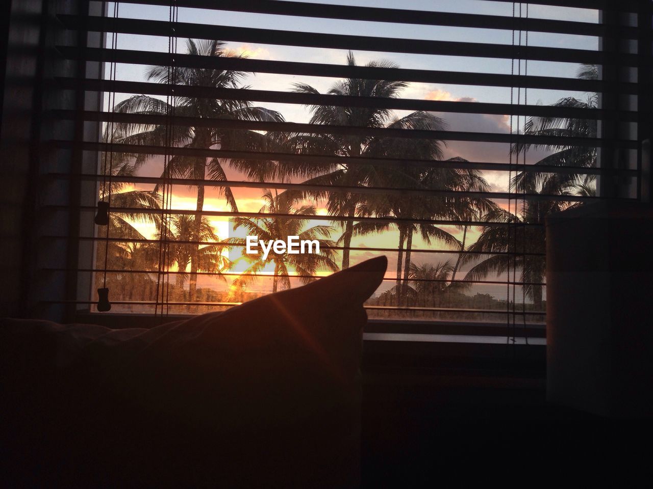 Palm trees during sunrise seen through window