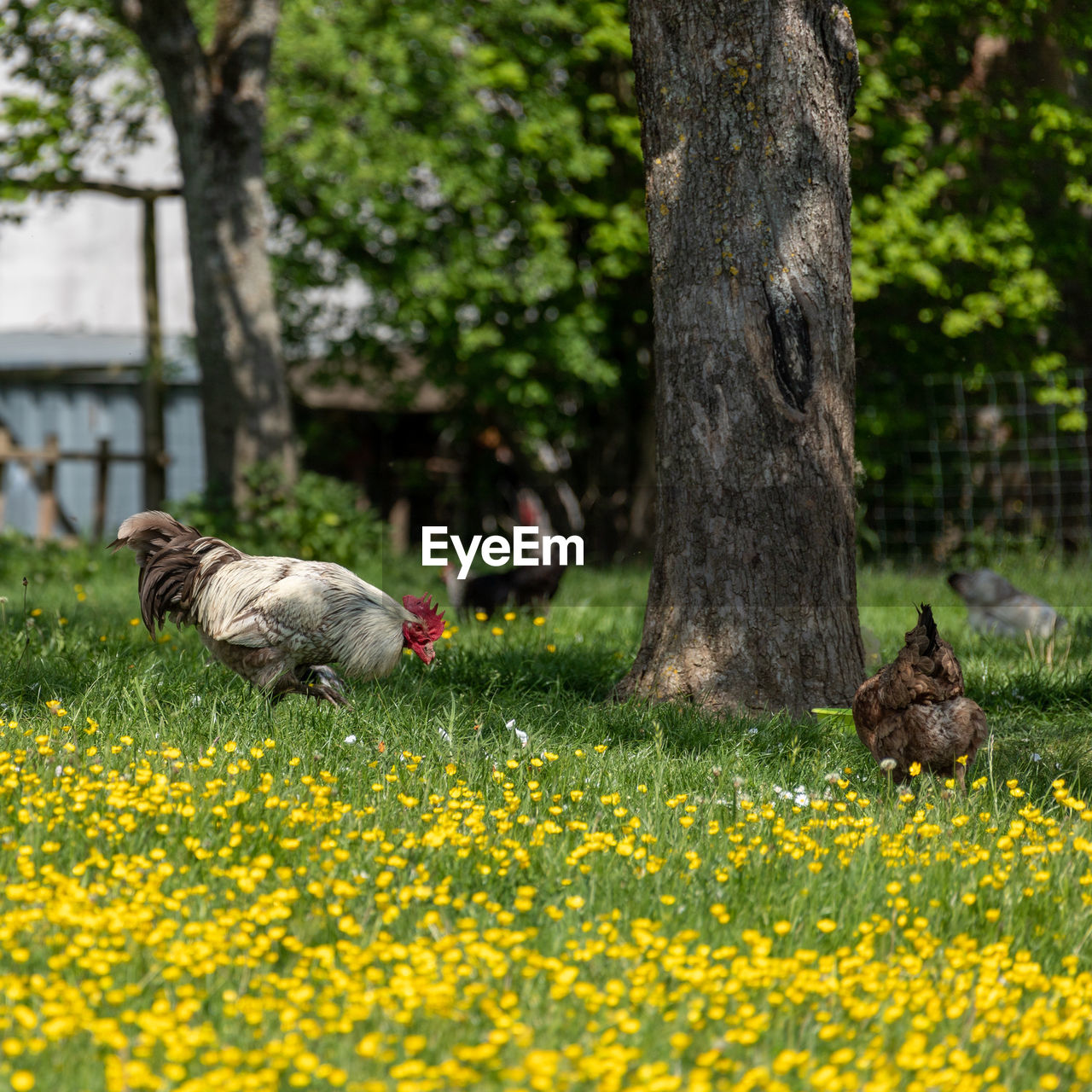 plant, flower, animal themes, animal, flowering plant, tree, nature, yellow, grass, mammal, animal wildlife, growth, tree trunk, autumn, beauty in nature, no people, one animal, trunk, wildlife, land, day, field, bird, lawn, domestic animals, meadow, outdoors, pet, selective focus, turkey, garden, freshness, green, livestock