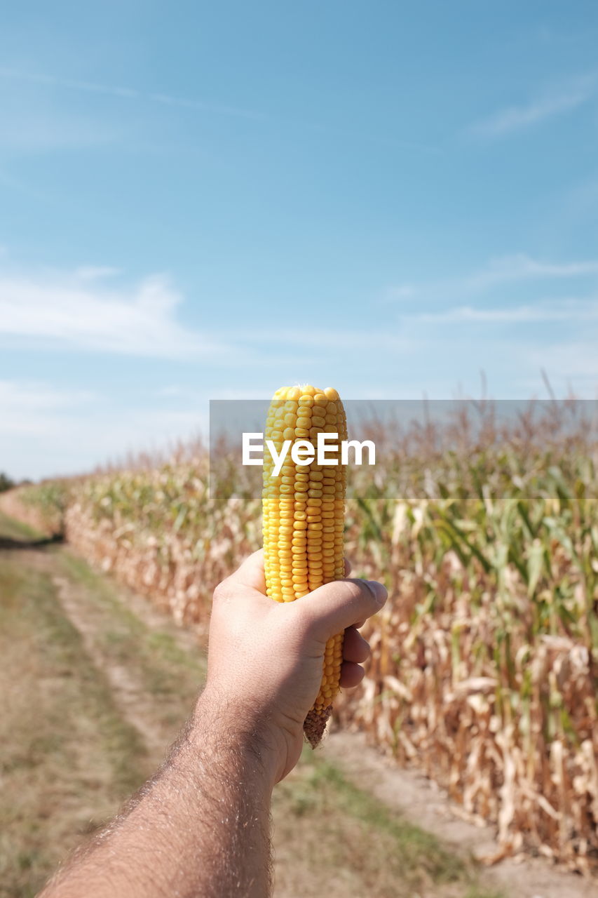 Cropped hand of man holding sweetcorn on field