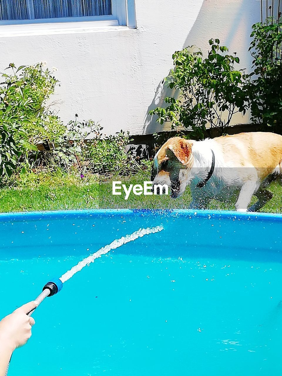 WOMAN WITH DOG ON SWIMMING POOL