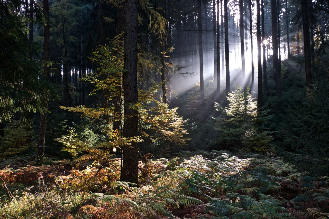 Trees in forest
