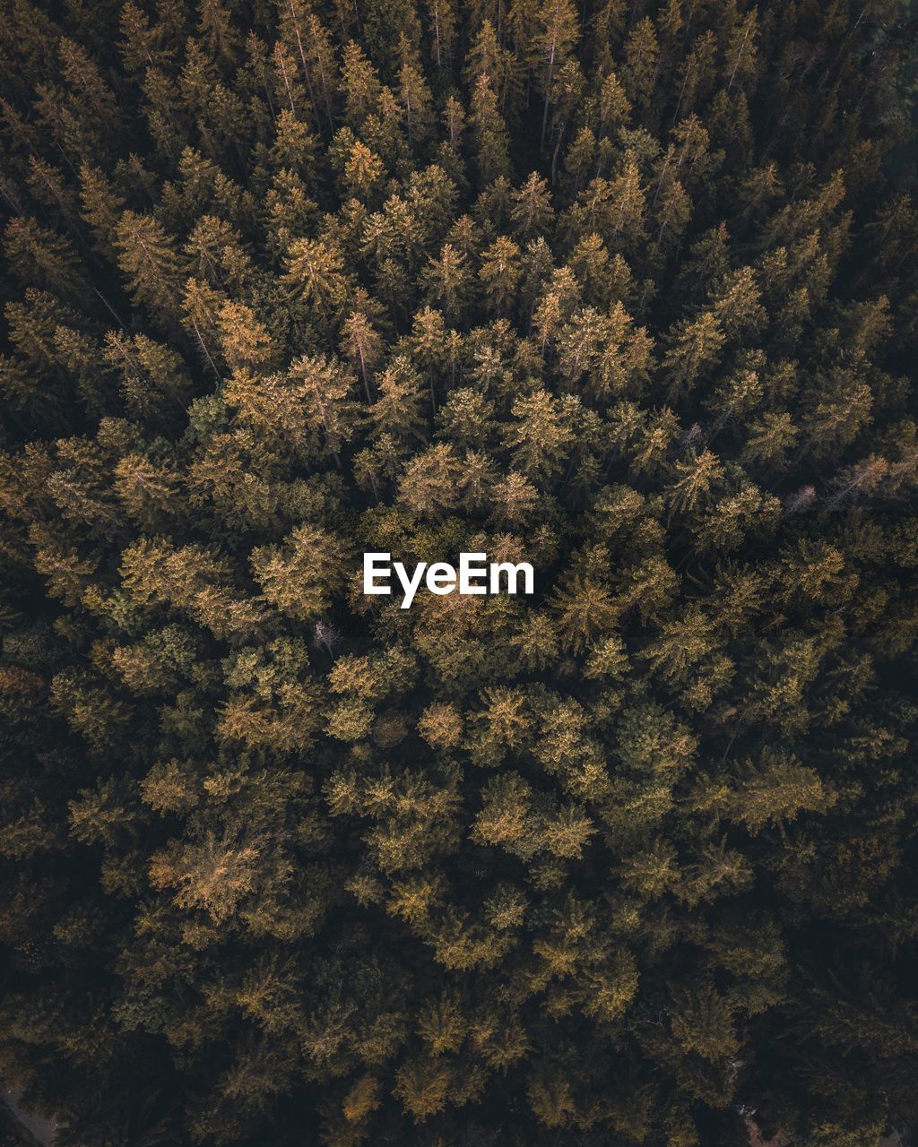Full frame shot of high angle view from drone on pine trees