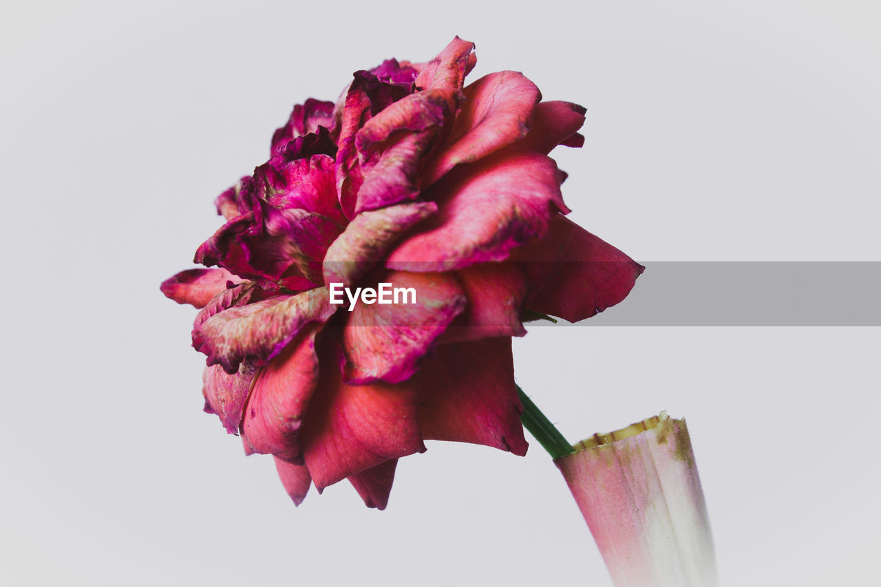 Flower No 3 Beauty In Nature Close Up Flower Eyeem