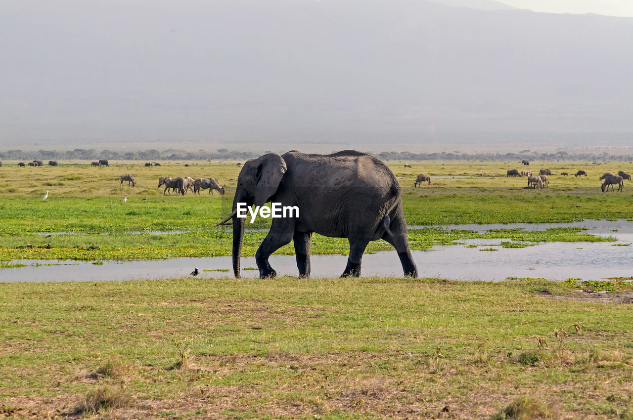 HORSE IN A FIELD