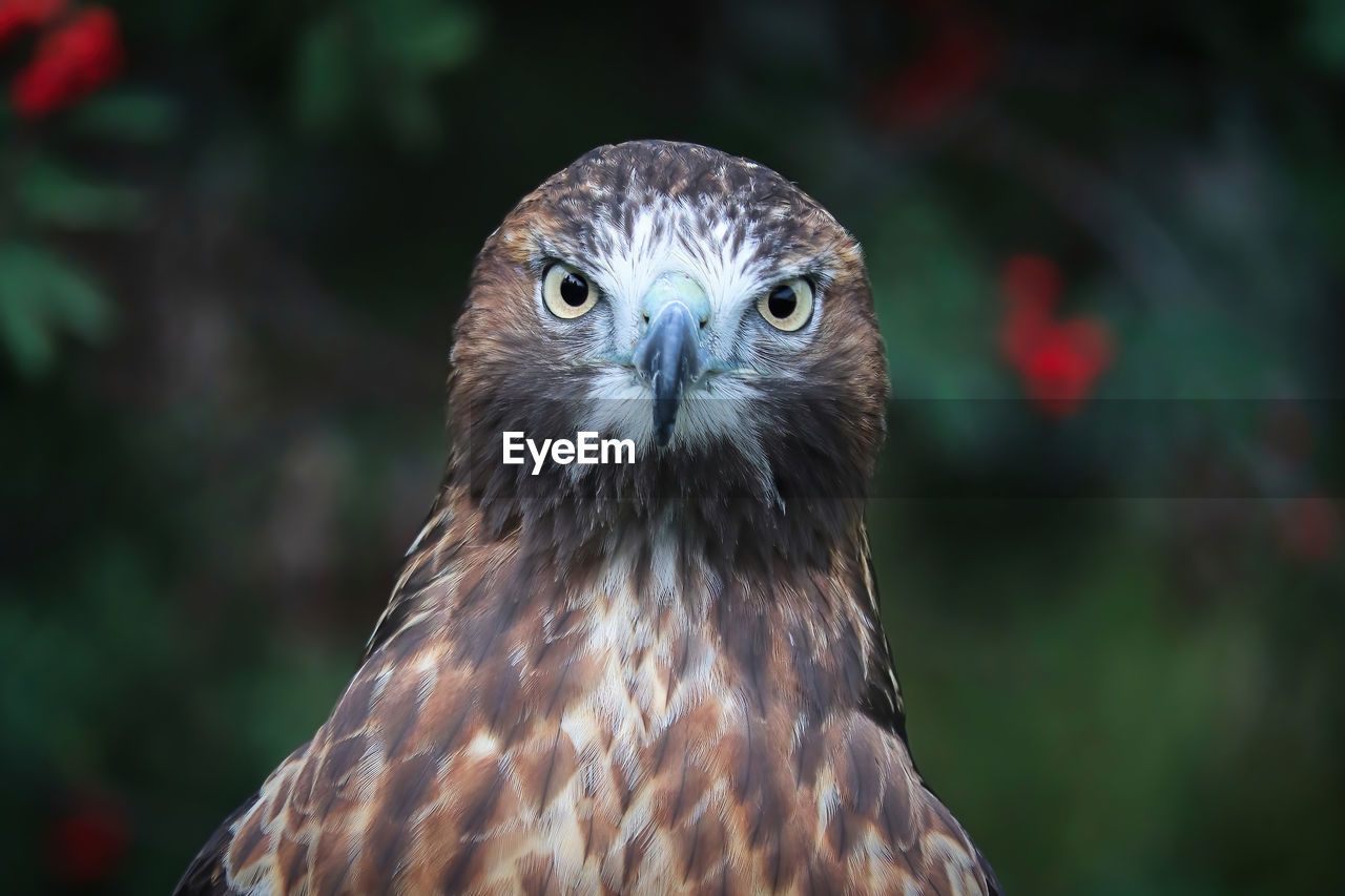 Portrait of a juvenile red tail hawk head