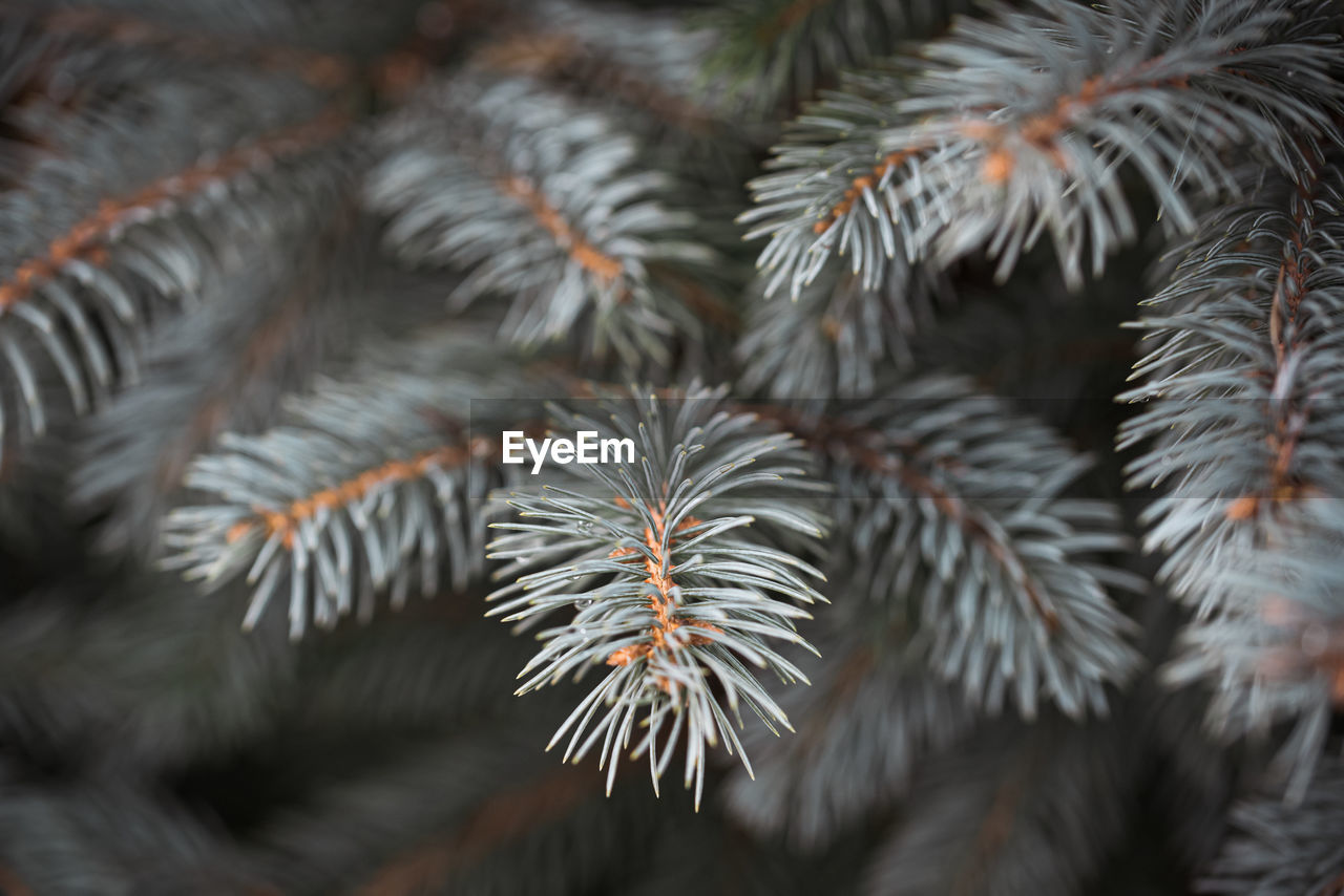 Close up of needles on the branches of a blue spruce evergreen tree.
