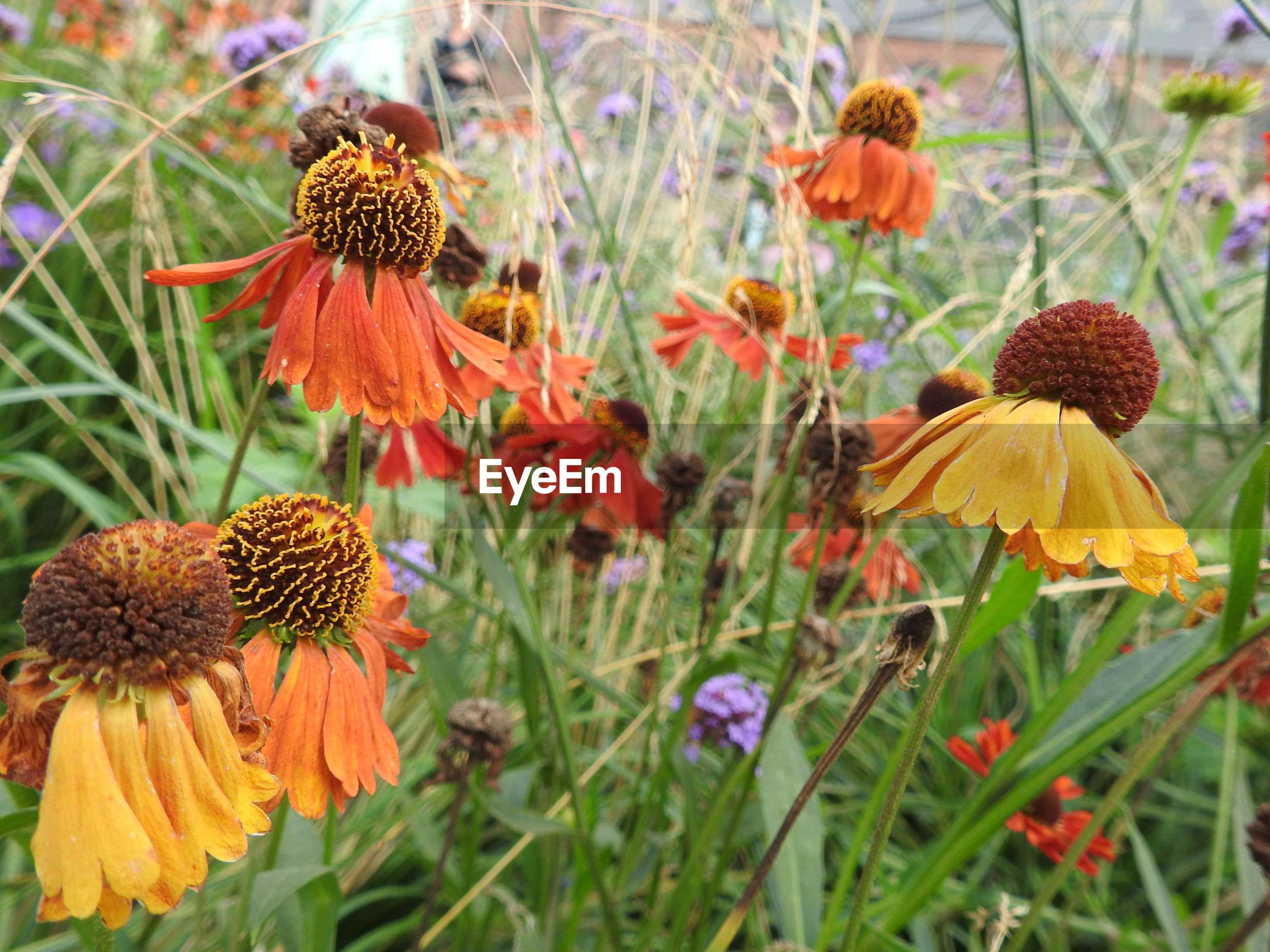 Close-up of orange flowering plant | ID: 129163307