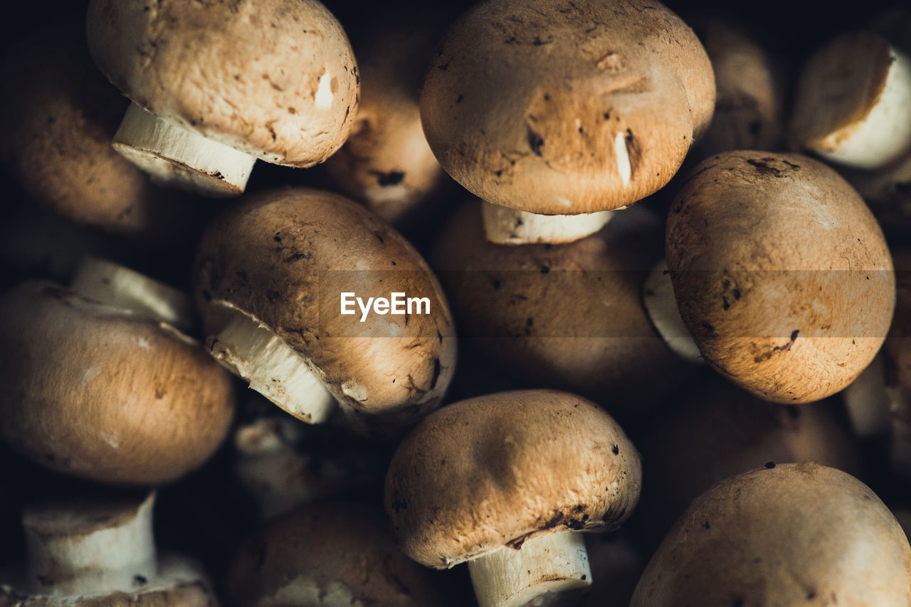 HIGH ANGLE VIEW OF MUSHROOMS ON FLOOR