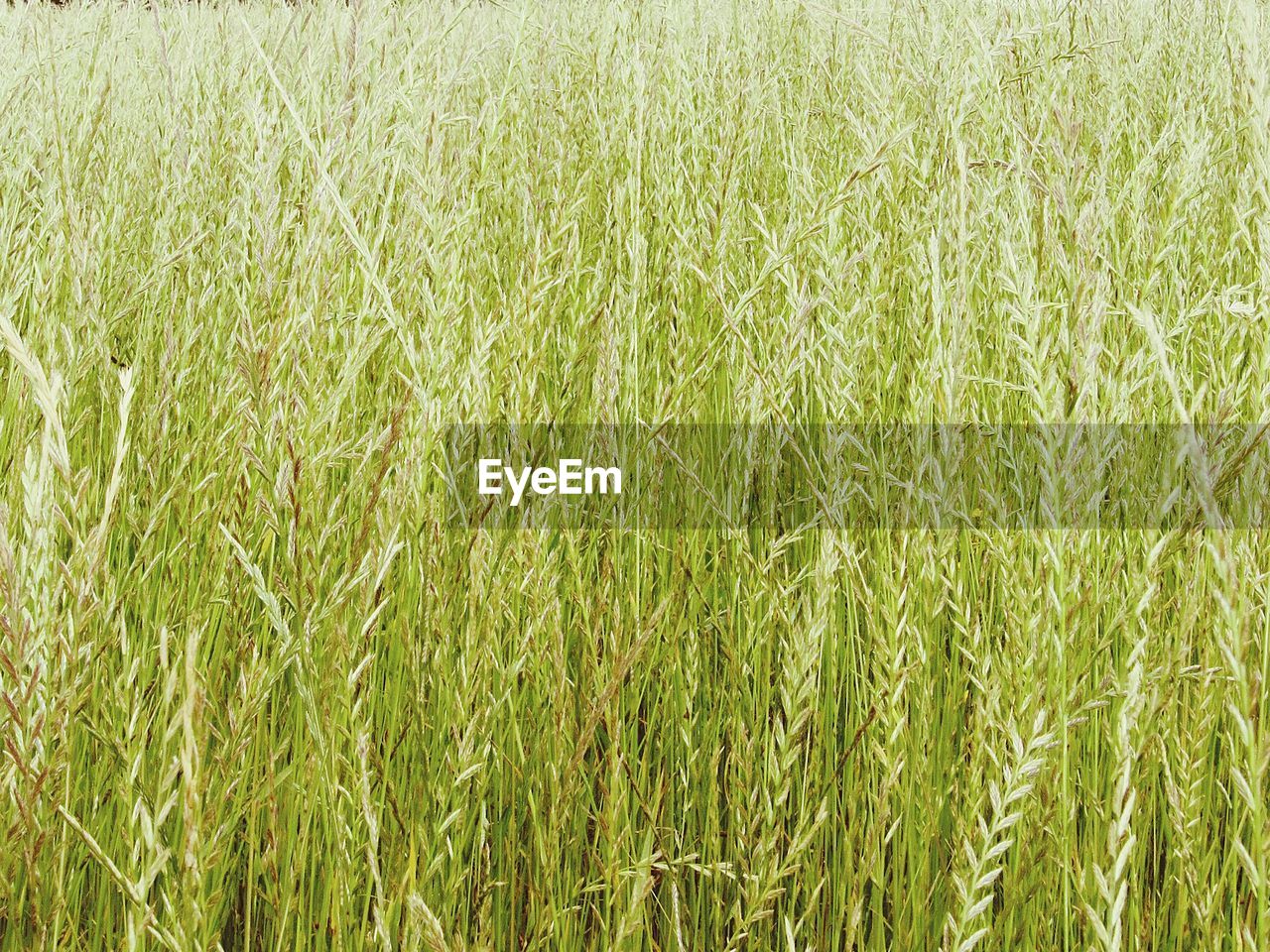 PLANTS GROWING ON FIELD