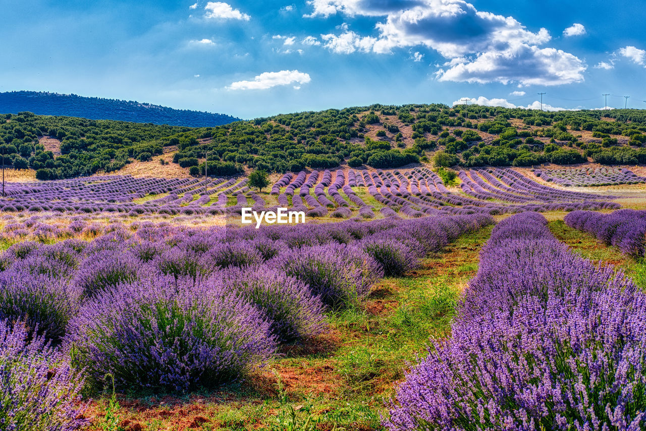 SCENIC VIEW OF LAVENDER FIELD AGAINST SKY DURING RAINY SEASON