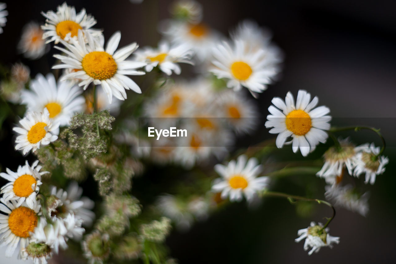 close-up of white daisy flowers blooming outdoors