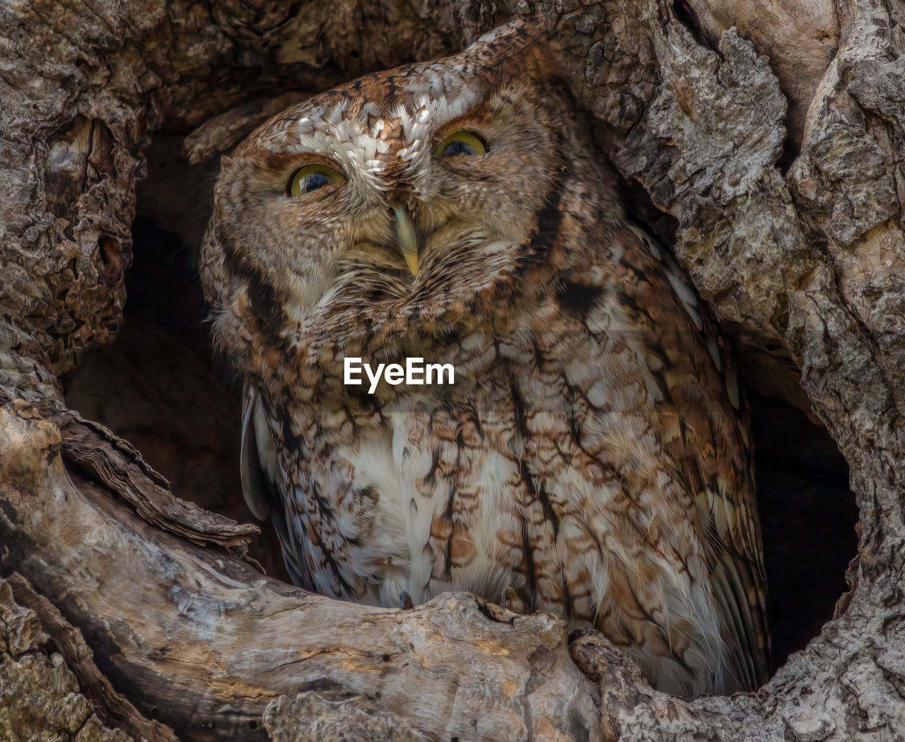Close-up of owl