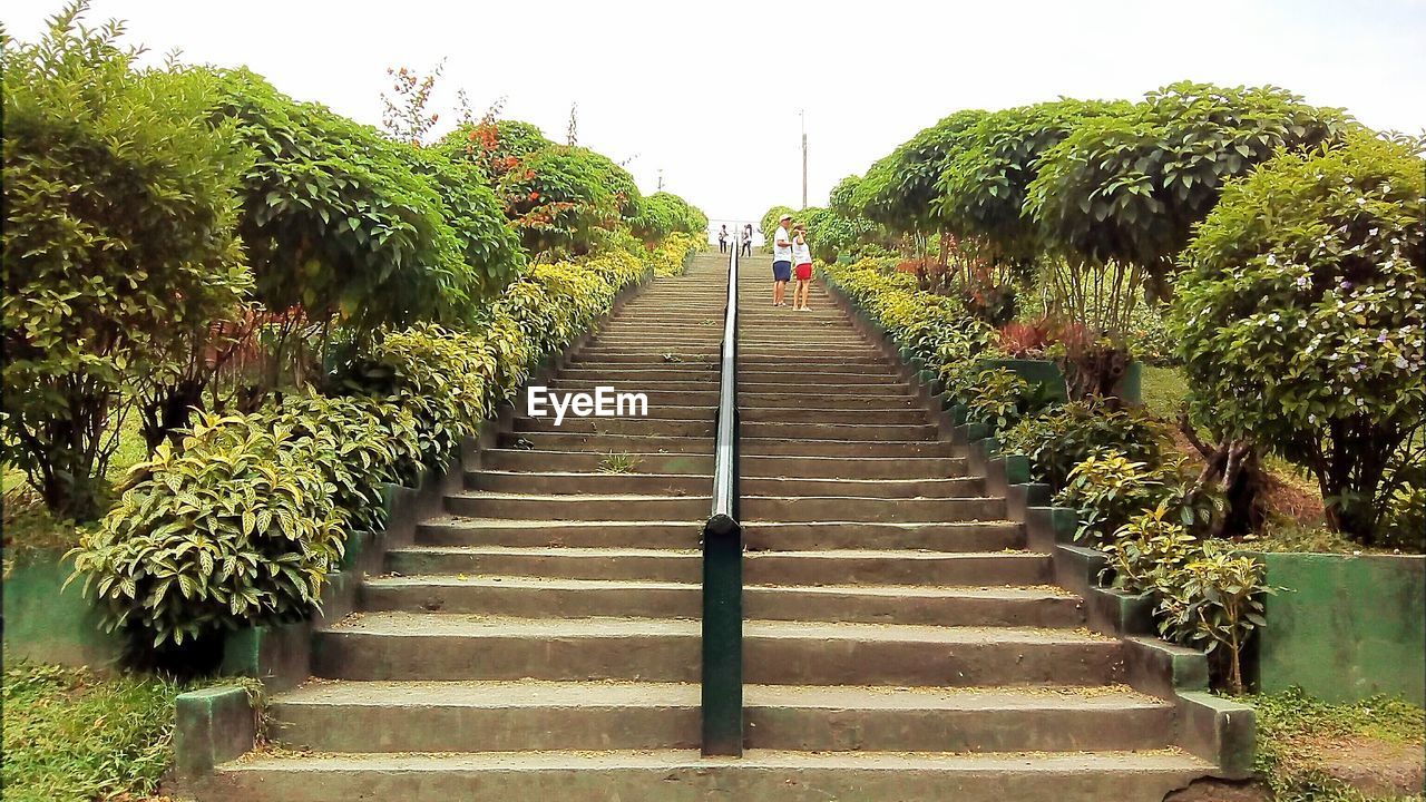 VIEW OF TREES