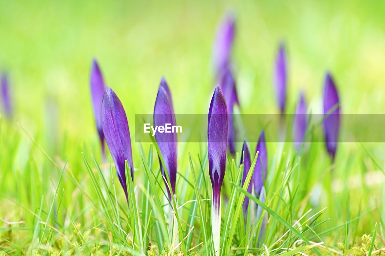 Close-up of purple petals against blurred background