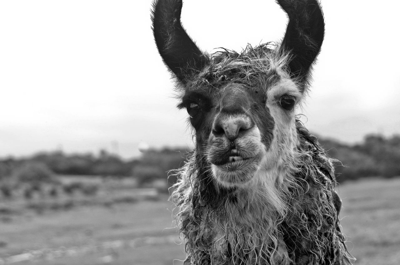 Black and white image of a llama