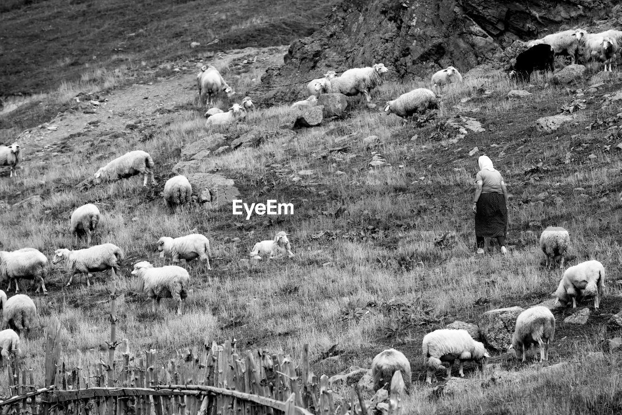 SHEEP GRAZING IN A FIELD