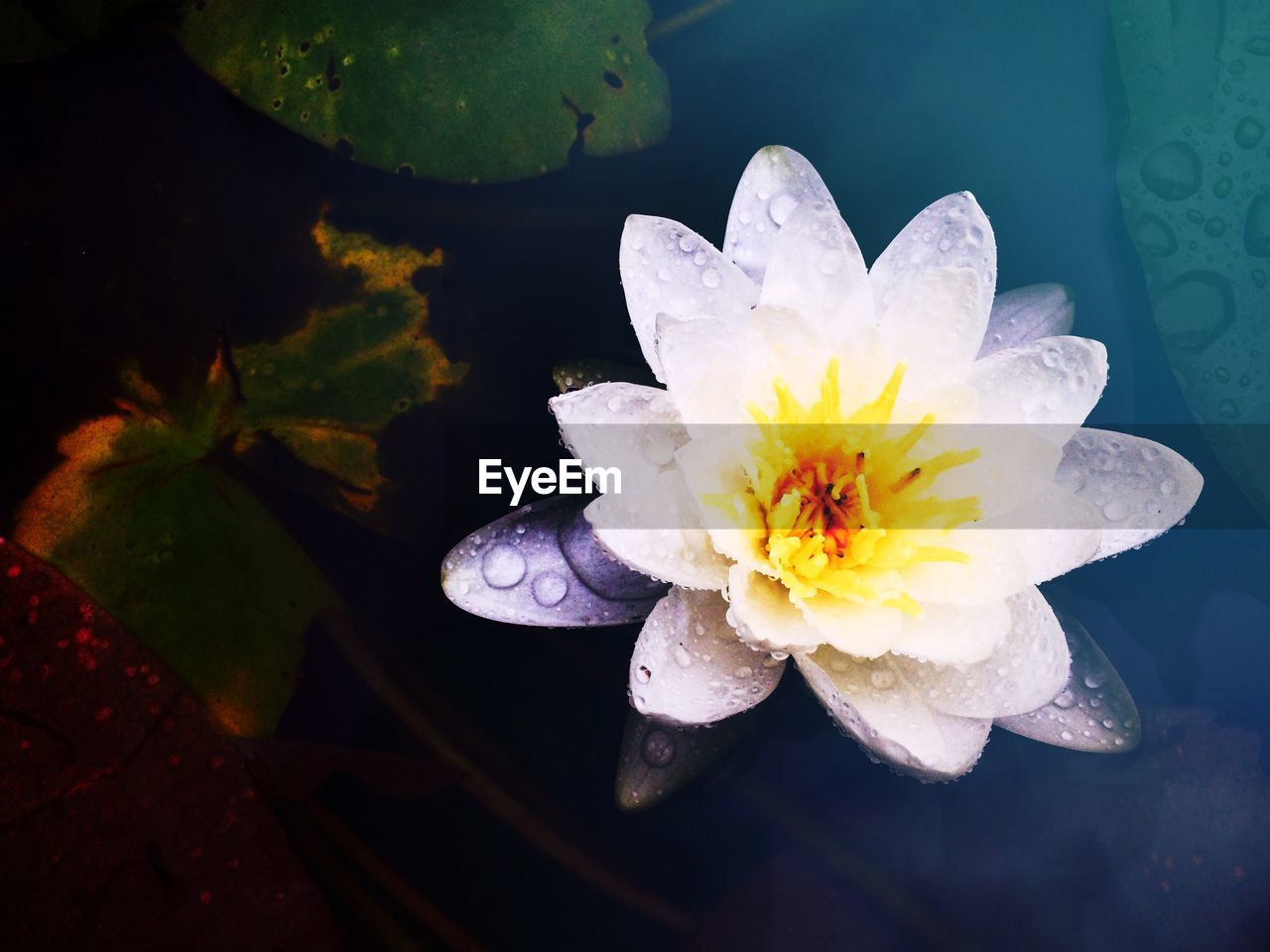 High angle view of water lily blooming in lake