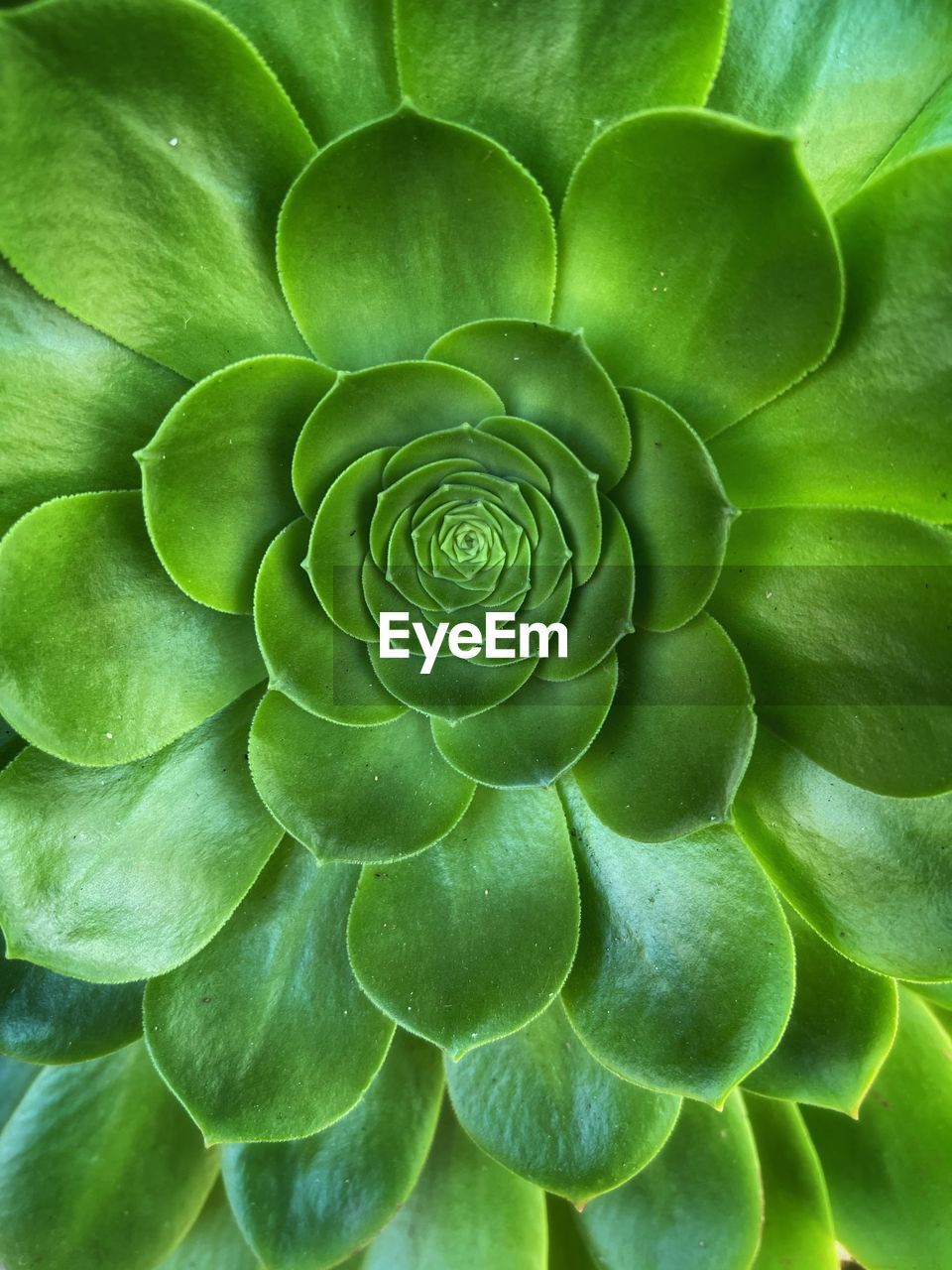 green, plant, plant part, leaf, growth, beauty in nature, full frame, nature, flower, no people, backgrounds, close-up, succulent plant, pattern, freshness, botany, outdoors, petal, vegetable, day, macro, spiral, extreme close-up