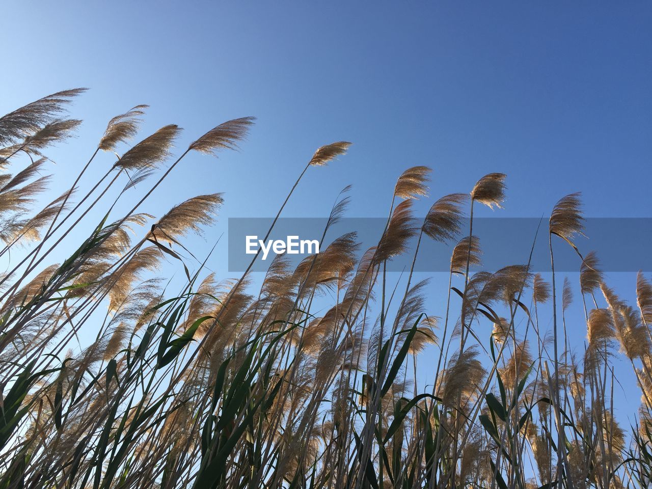 CLOSE-UP OF STALKS AGAINST BLUE SKY