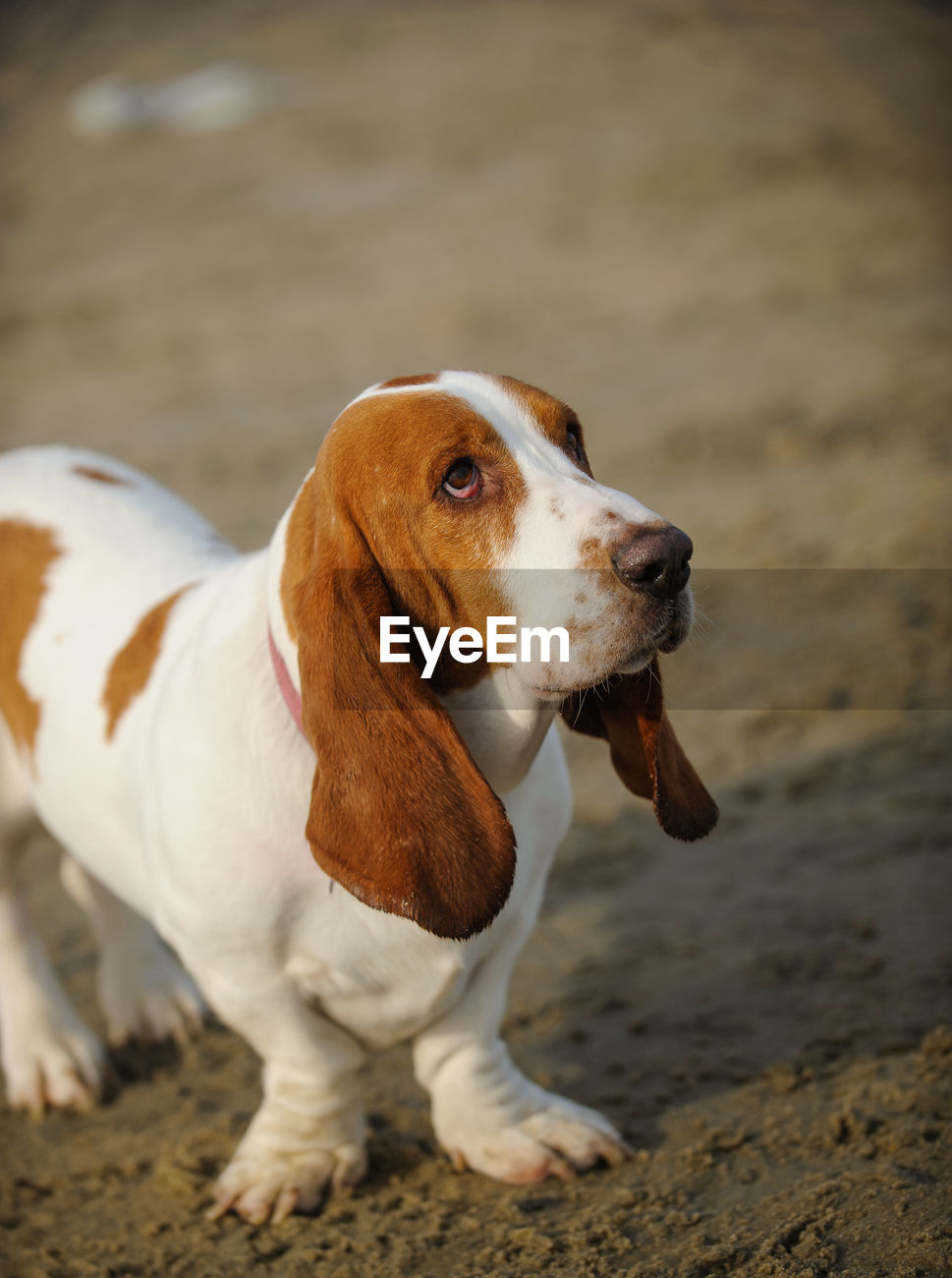 Basset Hound Dog Standing On Beach Looking Up Id 88713188