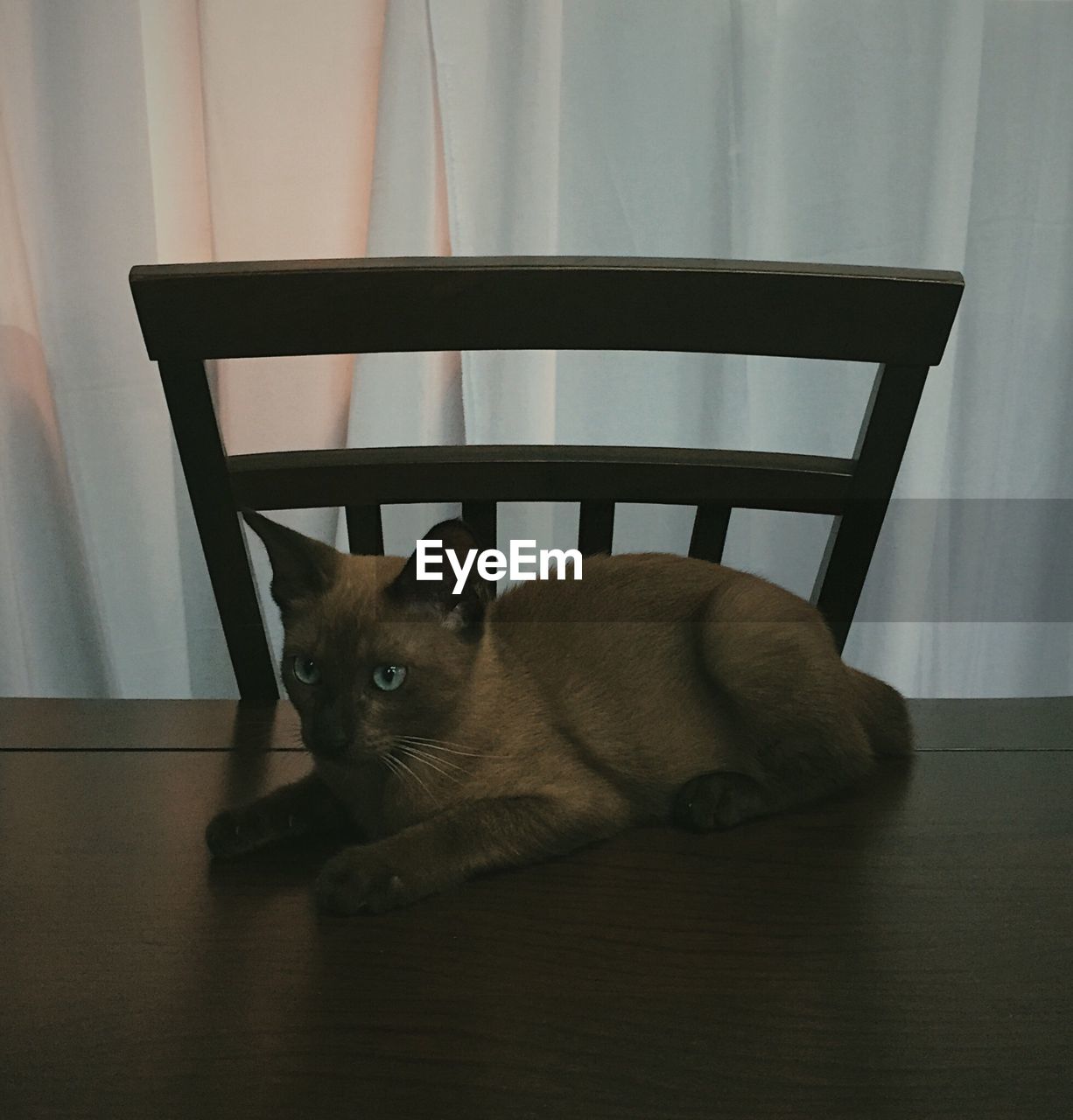 High angle view of cat sitting on table at home
