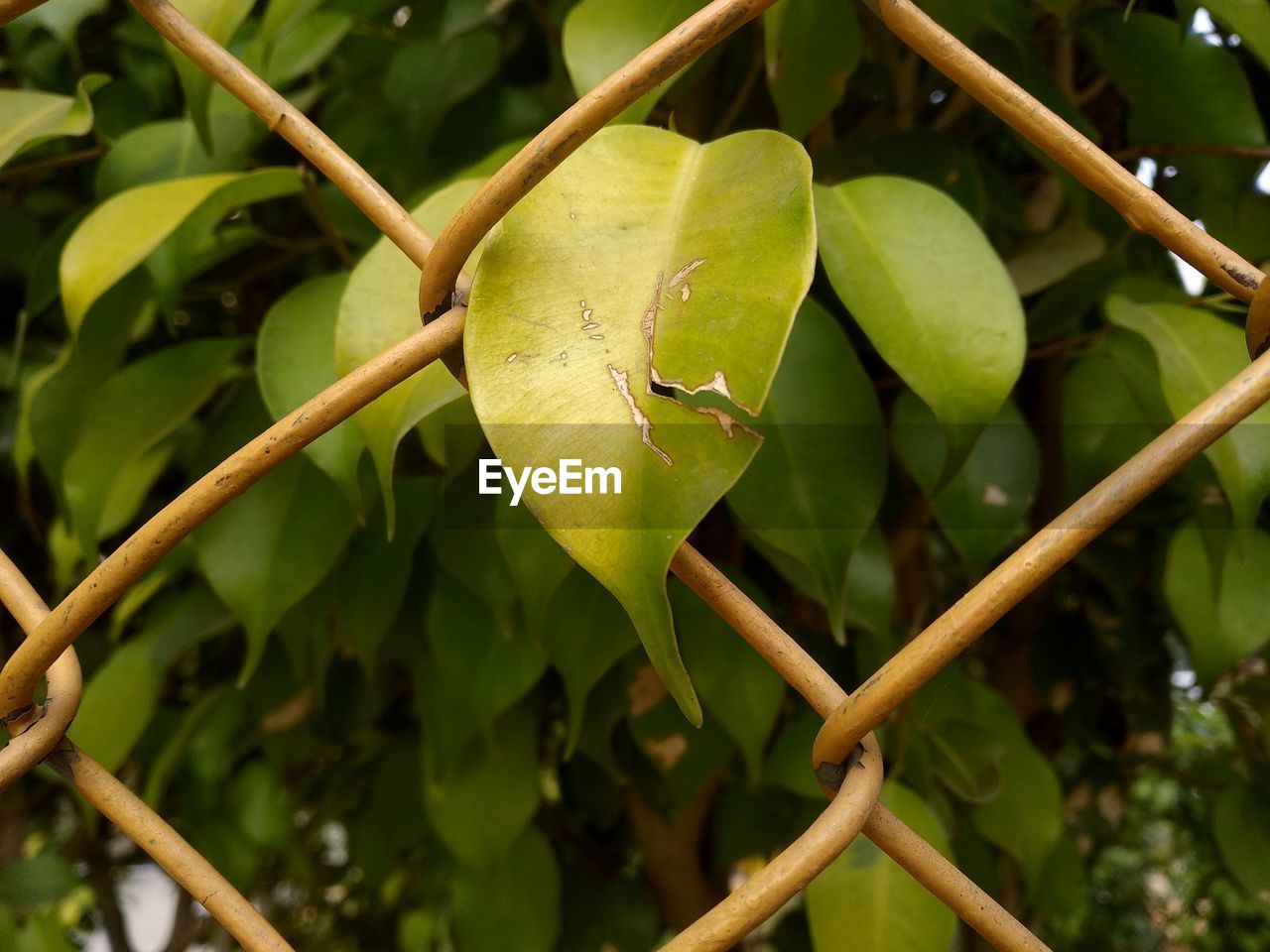 CLOSE-UP OF GREEN FRUIT ON TREE