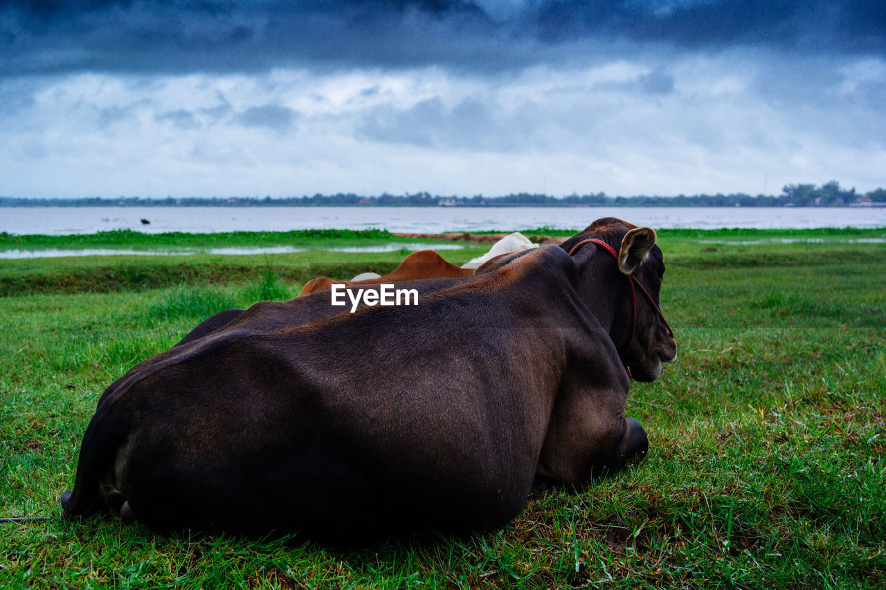 animal themes, animal, mammal, grass, nature, cloud, domestic animals, sky, animal wildlife, one animal, pasture, rural area, plant, land, livestock, cattle, wildlife, pet, meadow, environment, water, no people, field, relaxation, outdoors, landscape, sea, grassland, day, beauty in nature, grazing, agriculture, side view, natural environment, green, travel destinations