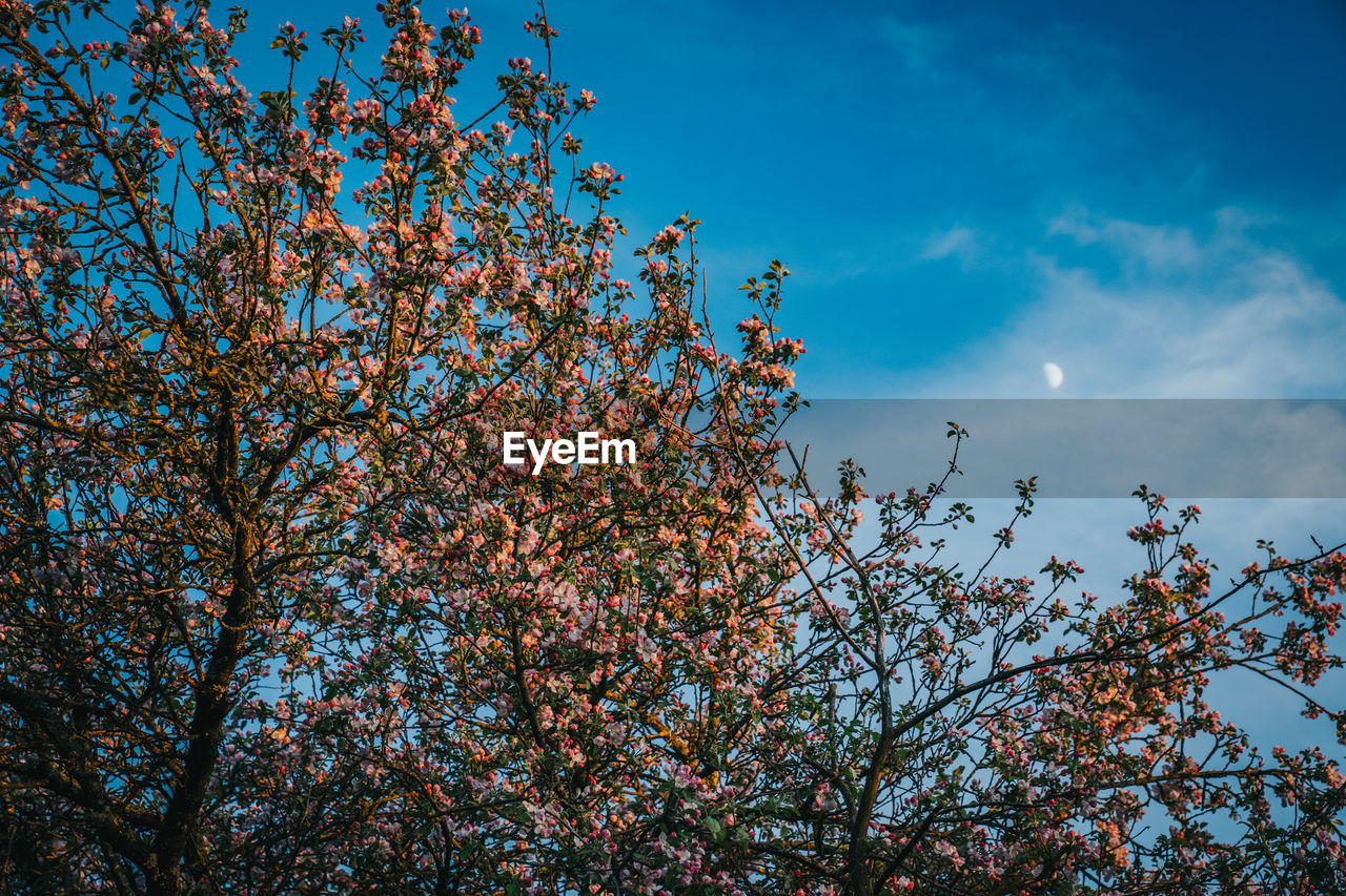 LOW ANGLE VIEW OF CHERRY BLOSSOM TREE