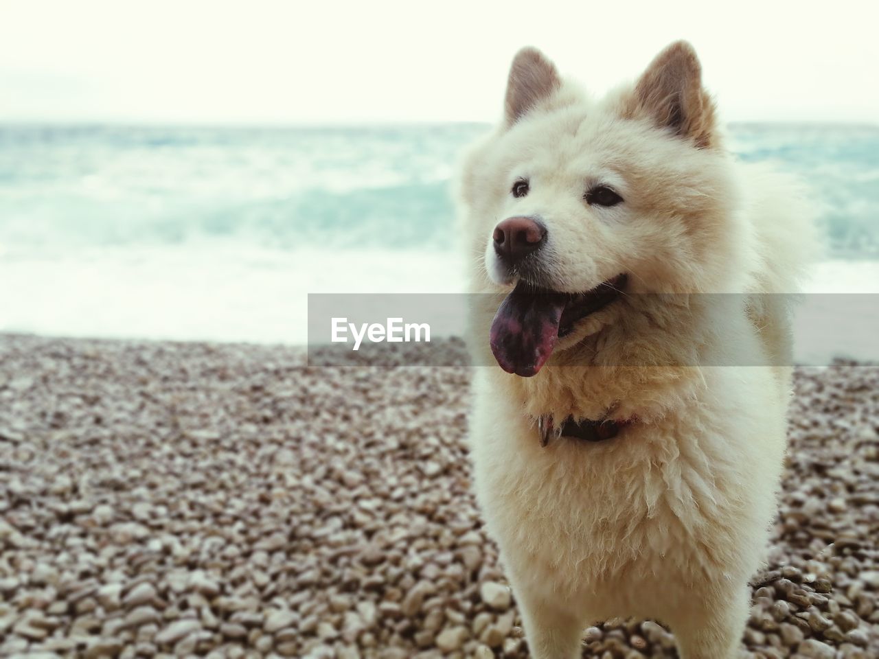Pet Portraits Dog Beach Pets Sea Sand Animal Water Eyeem
