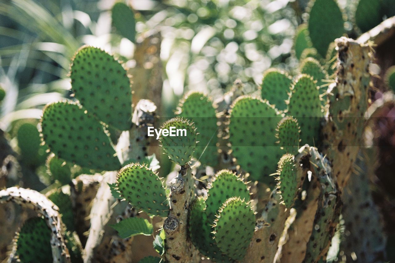 CLOSE-UP OF SUCCULENT PLANT GROWING ON TREE