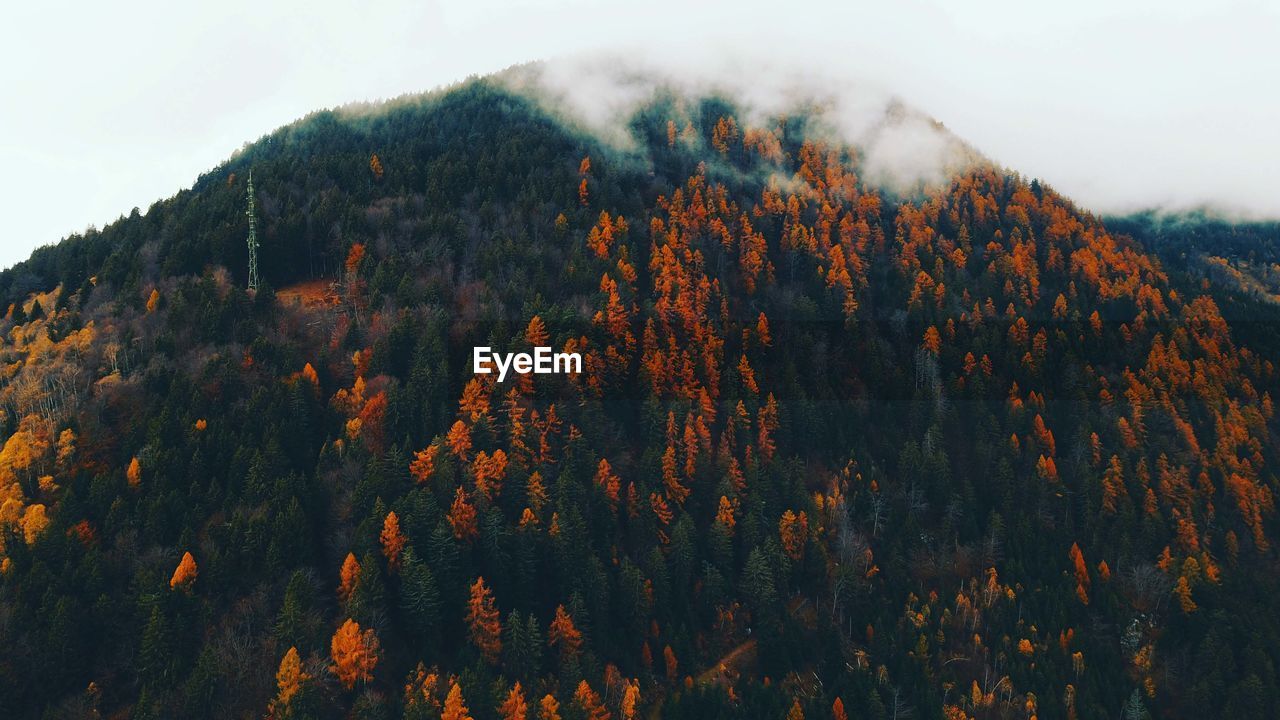 SCENIC VIEW OF AUTUMN TREES