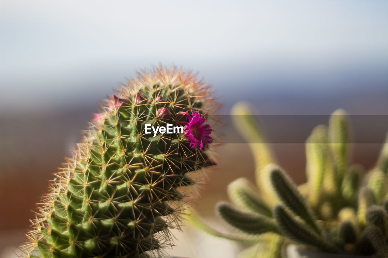 cactus, succulent plant, plant, thorn, nature, beauty in nature, close-up, growth, macro photography, flower, spiked, no people, sharp, plant stem, thorns, spines, and prickles, green, desert, focus on foreground, outdoors, environment, sky, day, arid climate, scenics - nature, land, botany, climate, prickly pear cactus, tranquility, freshness, flowering plant, sign