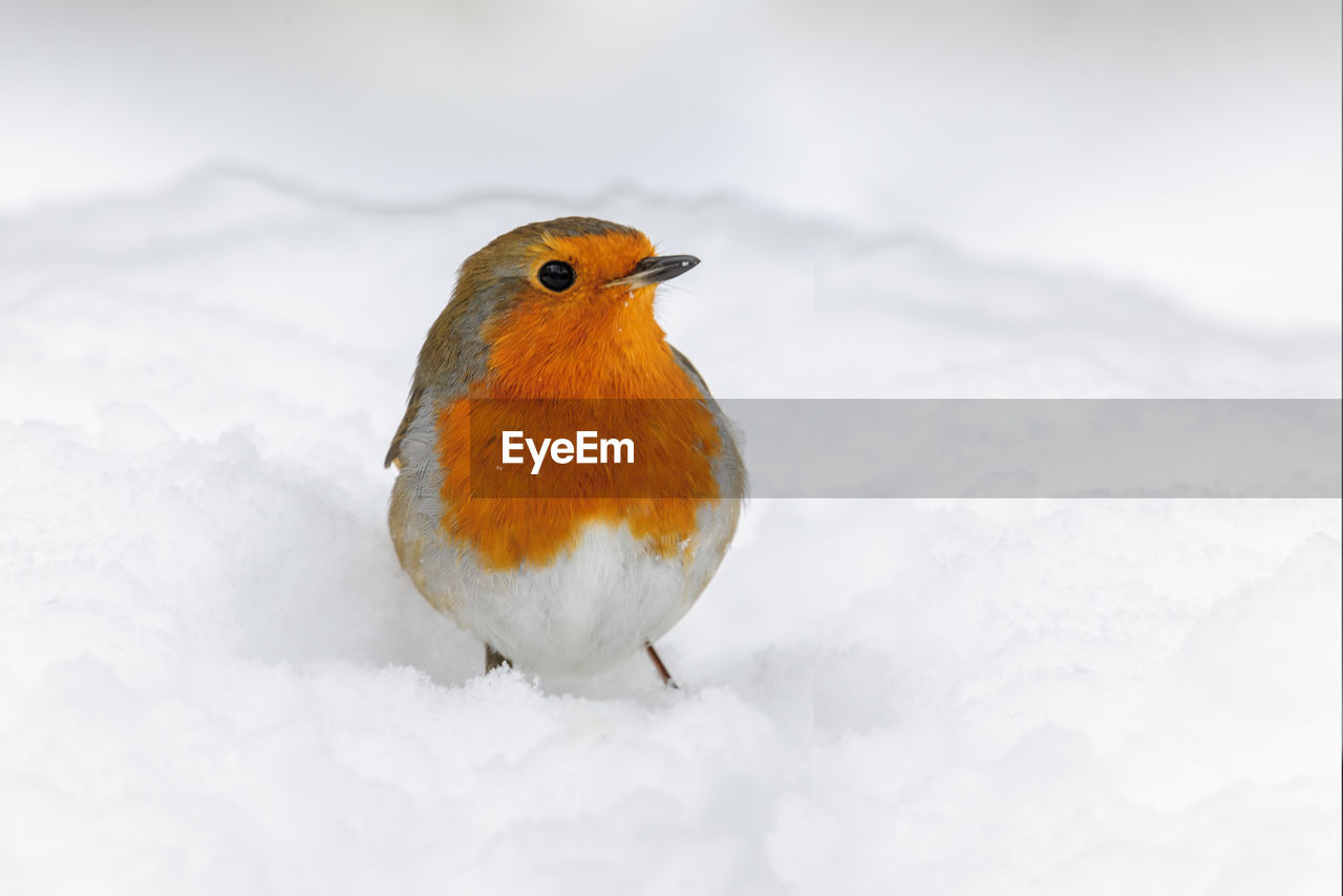 Robin In Morning Snow Birds Of Eyeem Winter On Eyeem