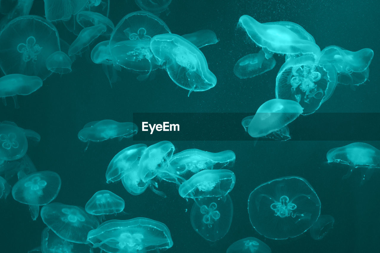 Many transparent jellyfish swim in blue-green water in a ray of light