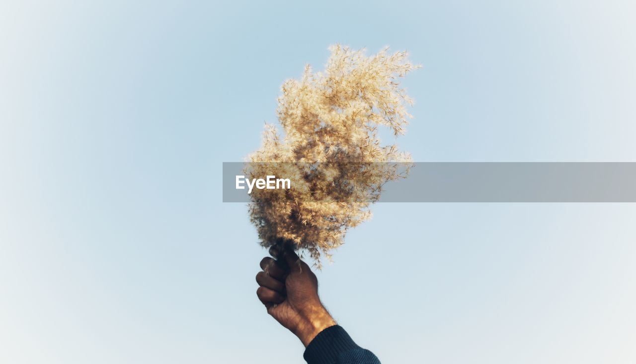 Cropped hand holding plant against clear sky