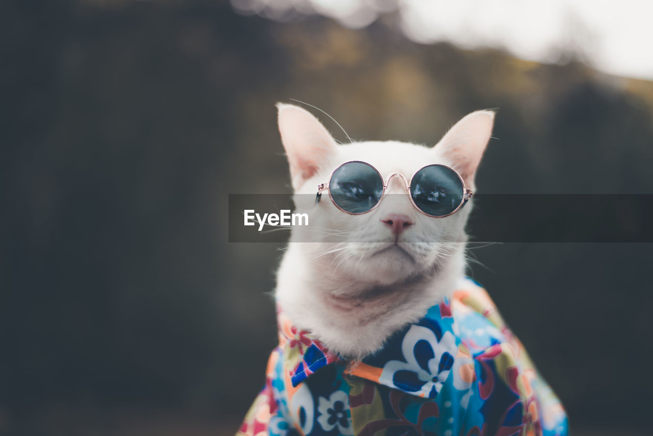 Close-up of cat wearing sunglasses