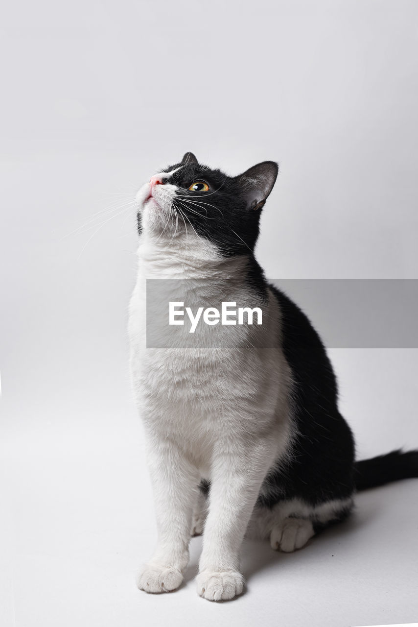 CLOSE-UP OF CAT LOOKING AWAY