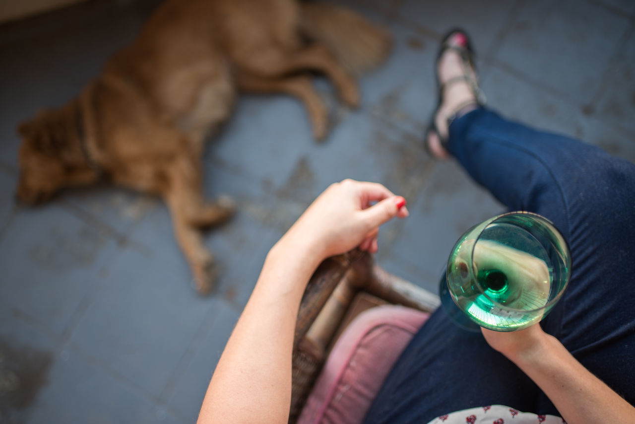 High angle view of woman holding drink while dog lying on floor