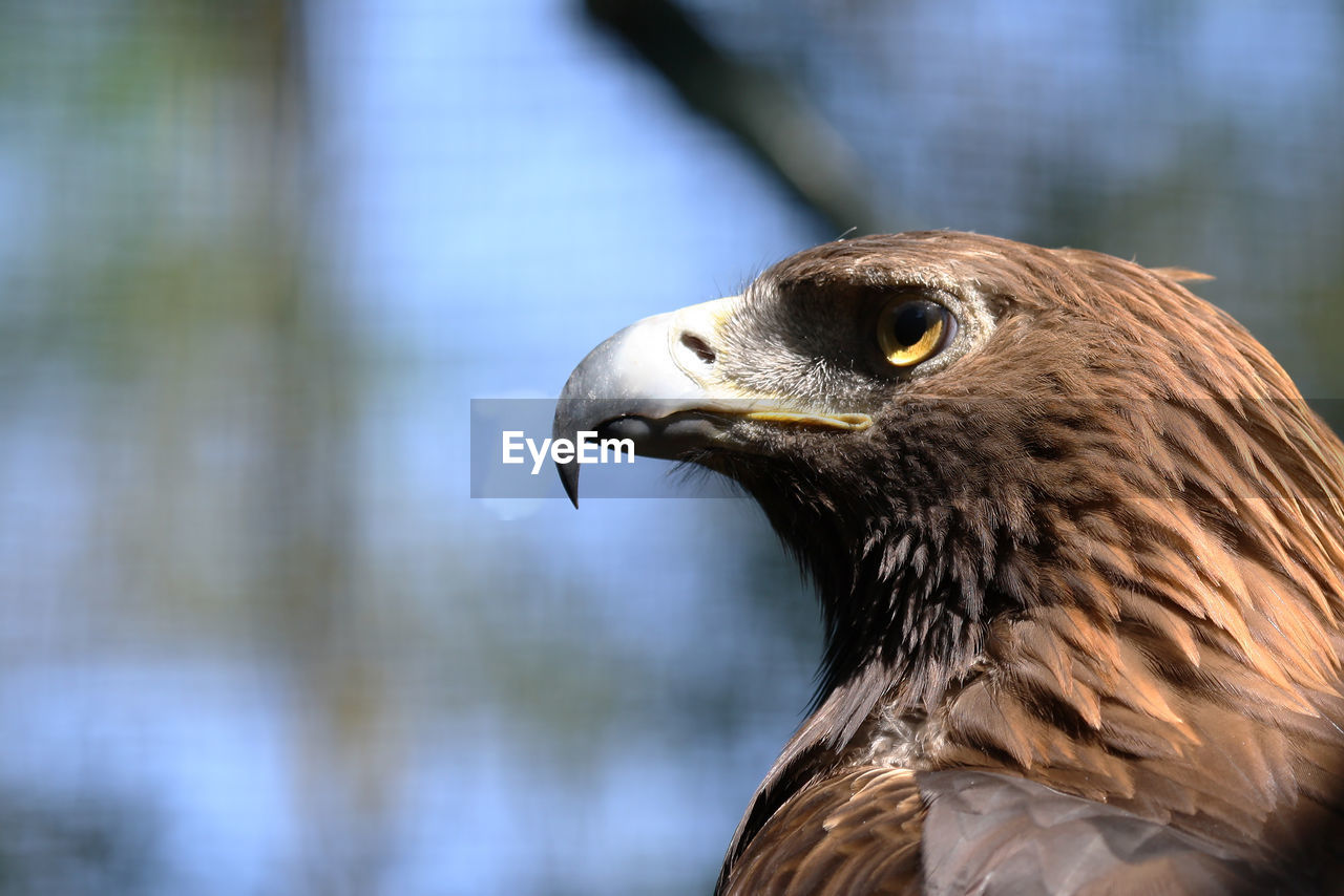 Close-up of an hawk looking away