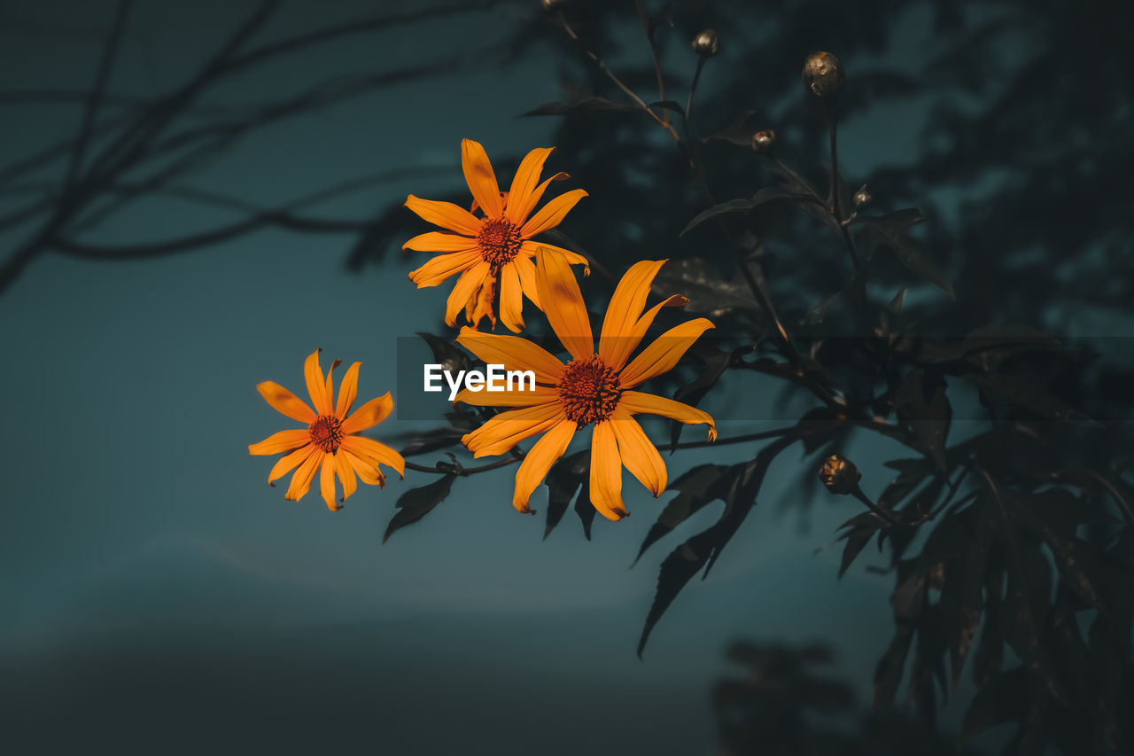 CLOSE-UP OF ORANGE FLOWER PLANT