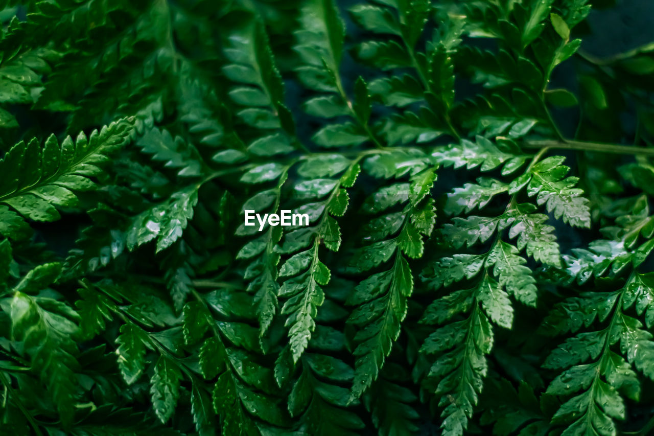 Full frame shot of wet green leaves