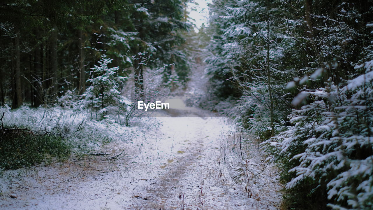 Footpath in forest during winter