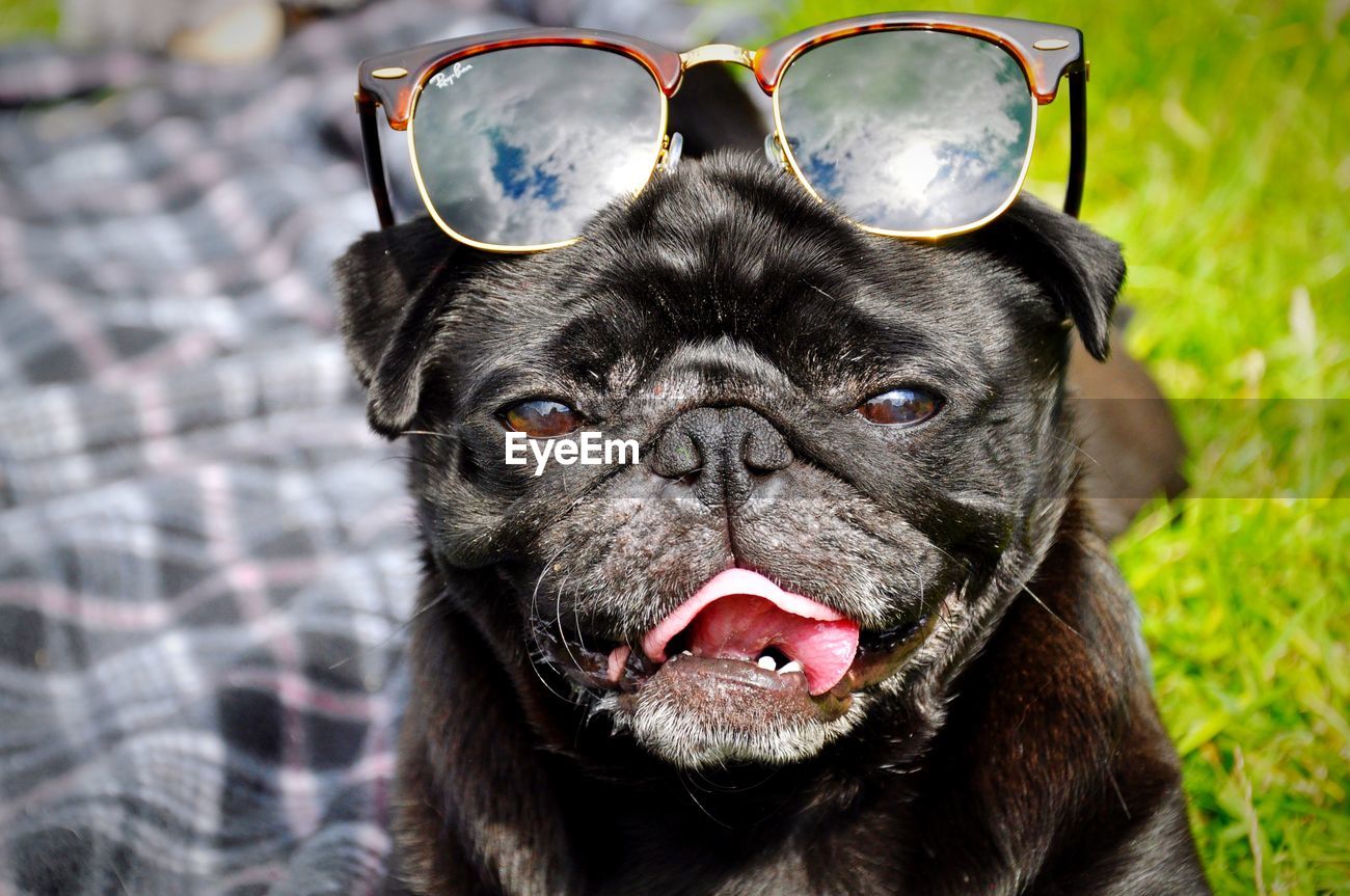 pugs shoots sunglasses