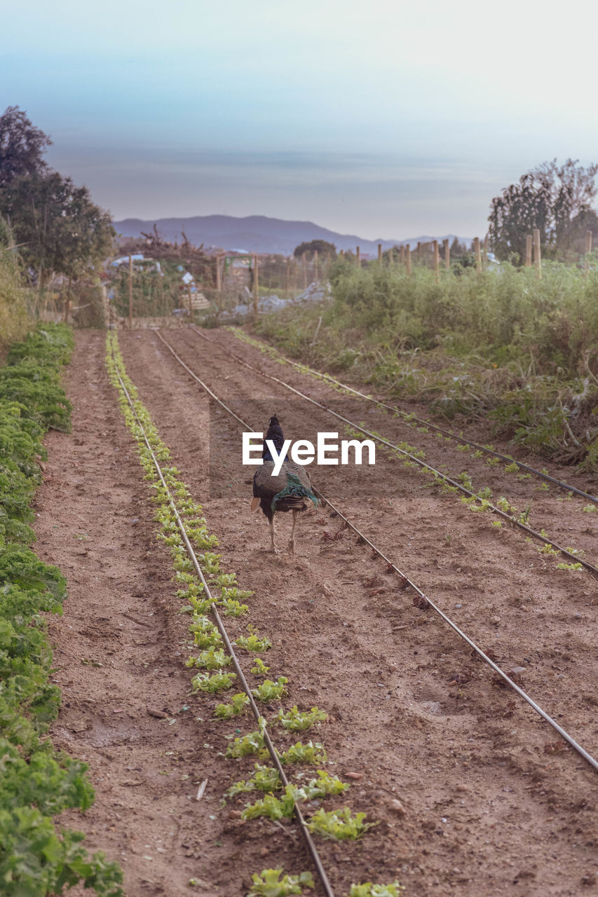 View of a peacock on dirt road