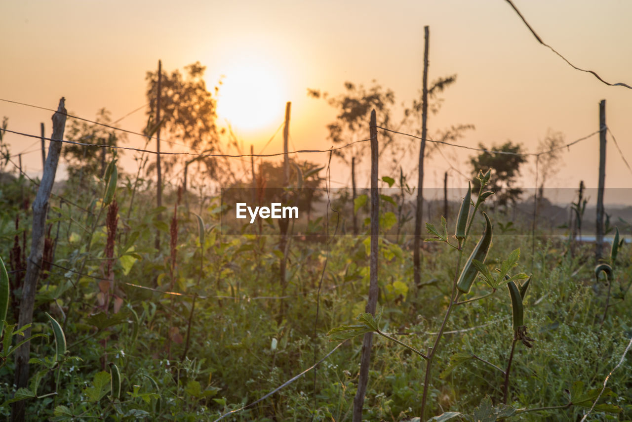 PLANTS GROWING ON FIELD AGAINST SKY AT SUNSET