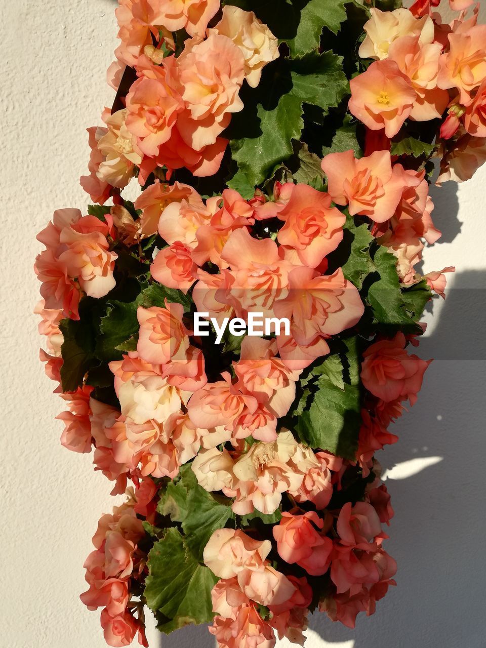 HIGH ANGLE VIEW OF RED FLOWER POT